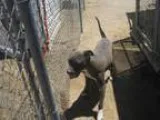 Adopt Snoopy a Pit Bull Terrier