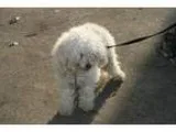 Adopt Mayo a Bichon Frise