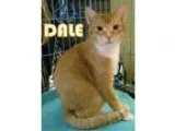 Adopt Dale a Orange or Red (Mostly) Domestic Shorthair (short co