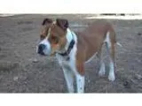 Adopt Donny a White - with Brown or Chocolate Boxer  Mixed dog i