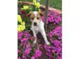 Adopt Bouquet of Pups a Australian Shepherd Australian Cattle Do