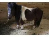 Adopt Dale a Miniature Horse