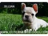 Cream French Bulldog puppy for sale