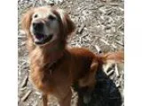 Adopt Buster a Golden Retriever