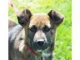 Adopt Pi a German Shepherd Dog Mountain Cur