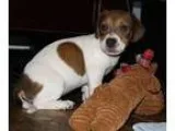 Adopt Rubble a White - with Red Golden Orange or Chestnut Dachsh