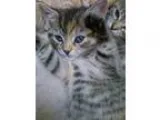 Adopt Becca (baby girl) a Domestic Short Hair