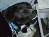 Adopt Huey a Terrier Catahoula Leopard Dog