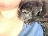 Adopt Jackie a Black - with Gray or Silver Pug  Mixed dog in Aus