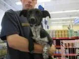 Adopt Licorice a Terrier