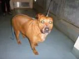Adopt 107205 a RedGoldenOrangeCh estnut Labrador Retriever  Mini