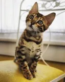 Male 5 mo. Kitten