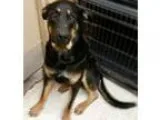 Adopt Kyle a Labrador Retriever