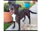 Adopt A364168 Sheba a Black - with Gray or Silver Cattle Dog  Mi