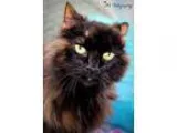 Adopt Lulu a Tortoiseshell