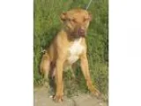 Adopt King a Boxer Pit Bull Terrier