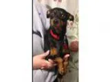 Adopt Sammy a Black - with Brown Red Golden Orange or Chestnut M