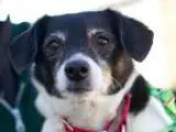 Adopt NALA a Rat Terrier  Mixed dog in Methuen MA (15085302)