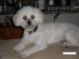 Adopt Cuddles a Bichon Frise