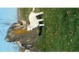 Adopt Olaf (courtesy post) a Australian Cattle Dog (Blue Heeler)