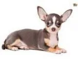 Found 2 Chihuahua mix dogs in South Miami