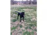 Adopt Jet a Labrador Retriever
