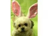 Adopt Sara a White - with Tan Yellow or Fawn Shih Tzu  Mixed dog
