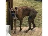 Adopt Clyde 2 a Brindle - with White Boxer  Mixed dog in Detroit