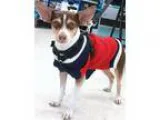 Adopt Tommy a Rat Terrier Toy Fox Terrier