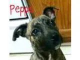 Adopt Peppa a Pit Bull Terrier