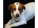 Adopt Jewel Trained a Hound