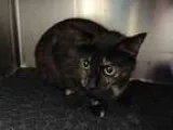 Adopt AMELIA a Domestic Mediumhair  Mixed (medium coat) cat in A