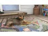 Adopt Lannister a Black Siberian Husky  Chow Chow  Mixed dog in 