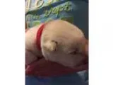 Adopt Swiss a Jindo