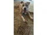 Adopt Henry a TanYellowFawn - with White Pit Bull Terrier  Mixed