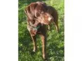Adopt Benny Boo a BrownChocolate Labrador Retriever  Mixed dog i