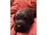 Adorable Labradoodle Puppies for Sale