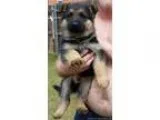 German Shepherd Puppies - Males