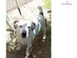Adopt Samuel a Tricolor (TanBrown and Black and White) Collie  B