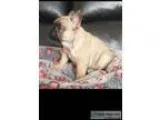 Friendly and cute french bulldog puppy