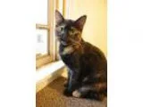 Adopt Wednesday a Tortoiseshell
