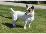 Adopt Zelda in Denton a White - with Brown or Chocolate Jack Rus