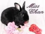 Adopt Miss Chan a Black OtherUnknown  Mixed (short coat) rabbit 