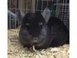 Adopt 4 month old medium ebony male chinchilla kit (baby) a Chin