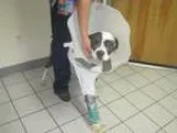 Adopt Nikki a Pit Bull Terrier
