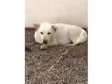 Adopt Feta a Jindo