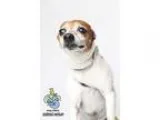 Adopt Ozzie a Jack Russell Terrier  Mixed dog in Knoxville TN (1