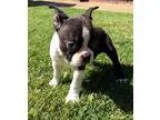 Healthy Boston Terrier Puppies