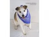 Adopt Eileen DIAMOND DOG 75 Adoption Fee a Jack Russell Terrier 