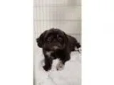 Adopt Gidget a GraySilverSalt and Pepper - with White Shih Tzu  